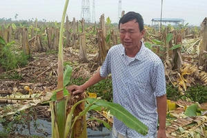 Vụ đốn hạ vườn chuối tại Hải Phòng: Cần khởi tố vụ án hủy hoại tài sản