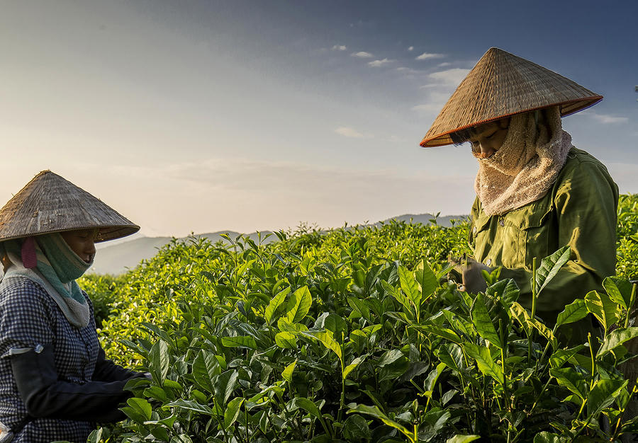 Vùng chè xóm 9, thị trấn Sông Cầu (Đồng Hỷ) là một trong những điểm đang triển khai thực hiện sản xuất chè theo hướng hữu cơ